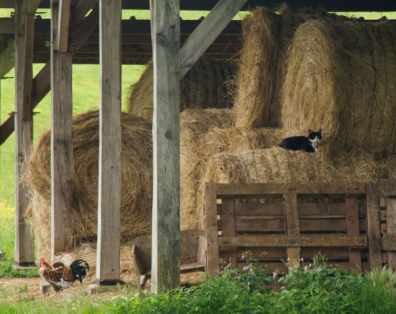 Barn Structural Repair in Alpharetta, GA