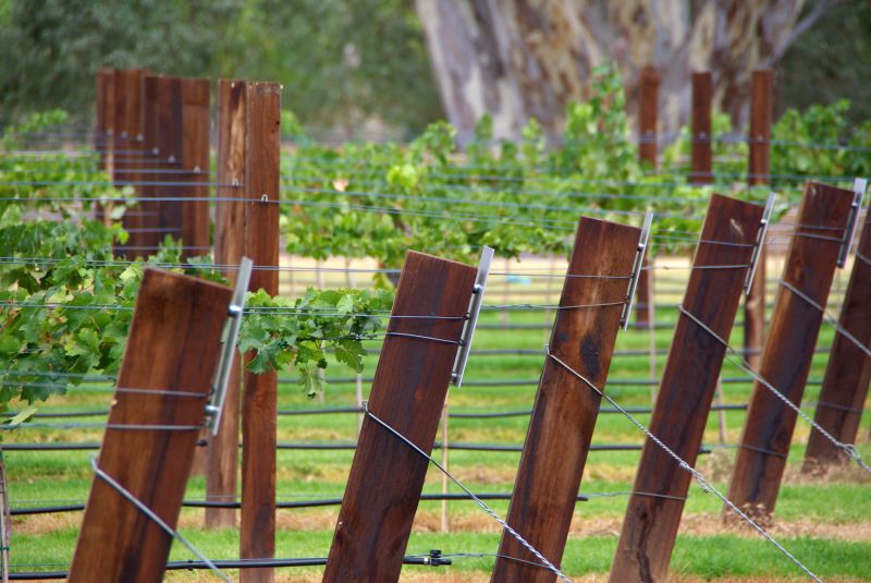 Grape Trellis Installation in Conroe, TX