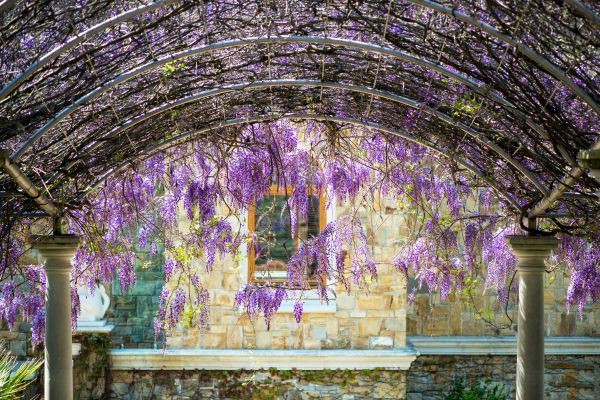 Arched Trellis Construction